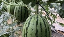 今日吃瓜热门大瓜必看大瓜网红